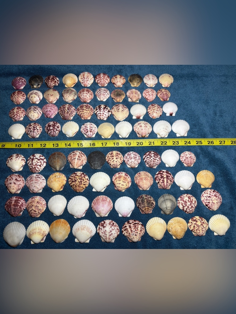 Assorted Seashell Collection - 80 Sanibel Island Scallops.  Mix colors & Sizes.